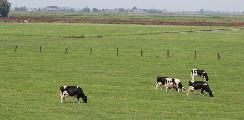 Rinderweide1